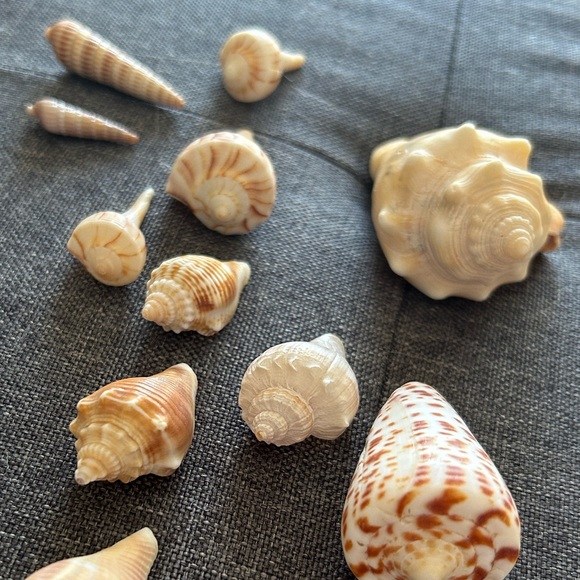 Perfect Seashell Package - All Shells Pictured - Picture 8 of 9